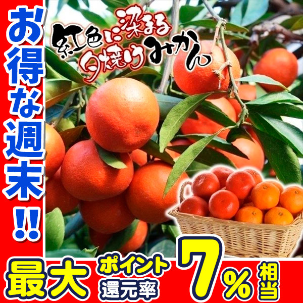 【62%OFF!】 お得クーポン発行中 みかん 苗木 苗 小原紅早生 3株 みかん苗木 ミカン苗 みかんの木 早生みかん 温州みかん 紅みかん 金時 柑橘 カンキツ 果樹苗 rainbow-flower.sakura.ne.jp rainbow-flower.sakura.ne.jp