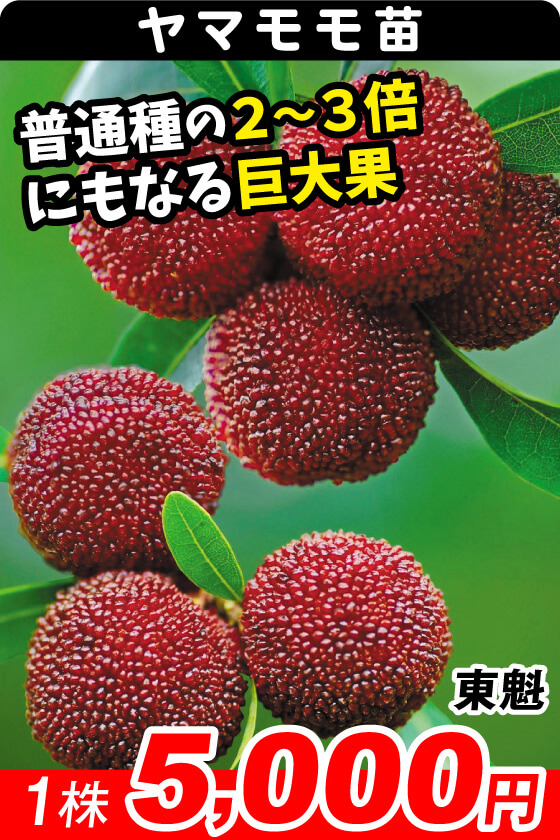 東魁