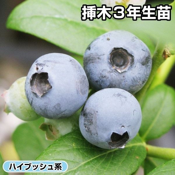 ブルーベリー 盆栽の人気商品・通販・価格比較 - 価格.com