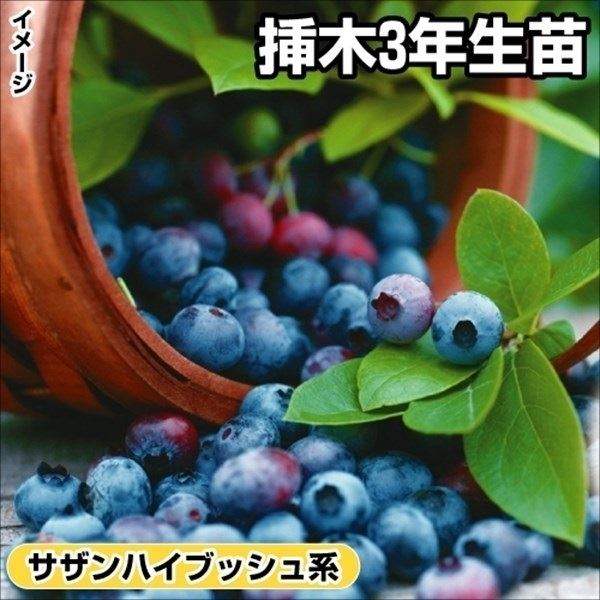 ブルーベリー 苗木 サザンハイブッシュ系 アイブルー 挿木3年生苗 1株 果樹苗 国華園 : 2017n-p8-0267 : 花と緑 国華園 - 通販  - Yahoo!ショッピング