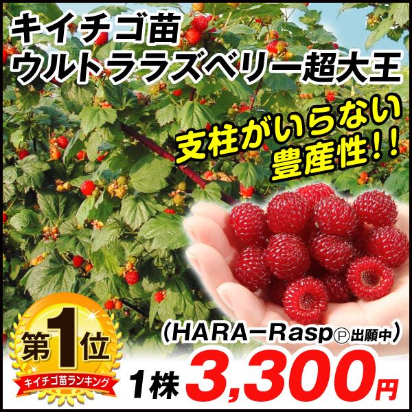 花と緑 国華園 - キイチゴ＆ベリー苗｜Yahoo!ショッピング