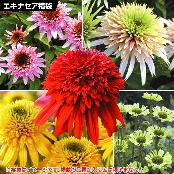 国華園 花苗 エキナセア福袋(品種見計らい・名称付き） 3株 : 花と緑