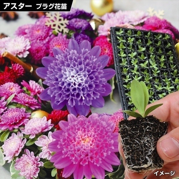 プラグ花苗_アスターココットミックス