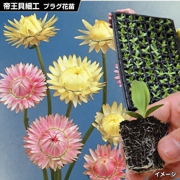 プラグ花苗_帝王貝細工アトラクションミックス