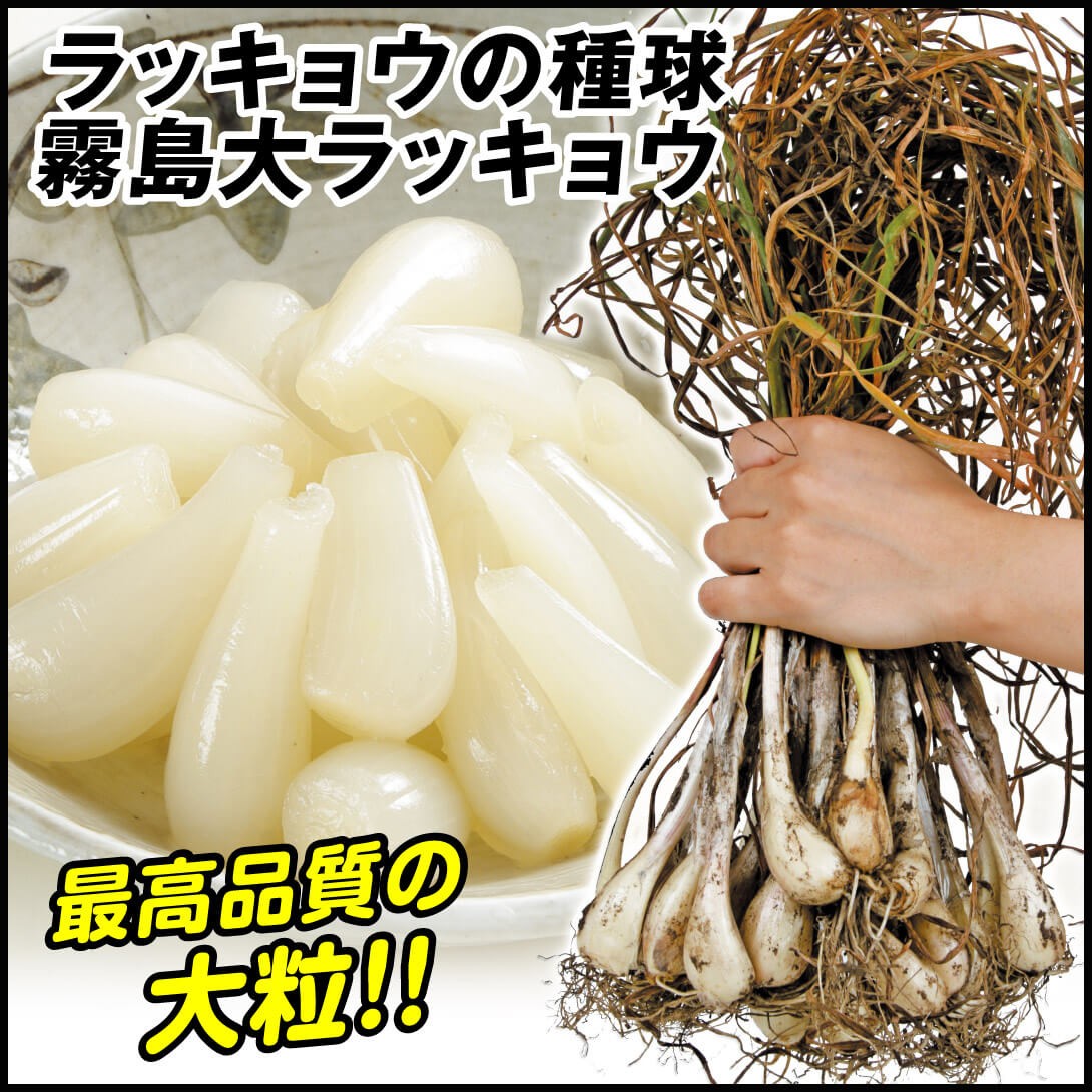 やま　3キロ　島らっきょう 沖縄 伊江島特産】島らっきょう 3kg：沖縄県産の島らっきょう｜食べ