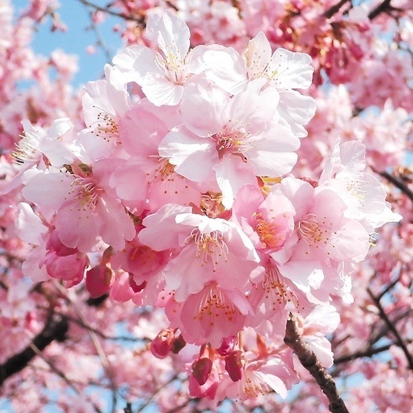 ネコヤナギ 苗 ピンクパール 2株 花木苗 国華園 : 花と緑 国華園