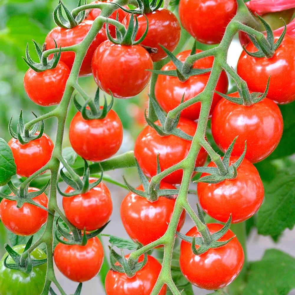 実生野菜苗 細長ナス F1太刀みどり 12株 茄子 自根苗 やさいなえ なえ