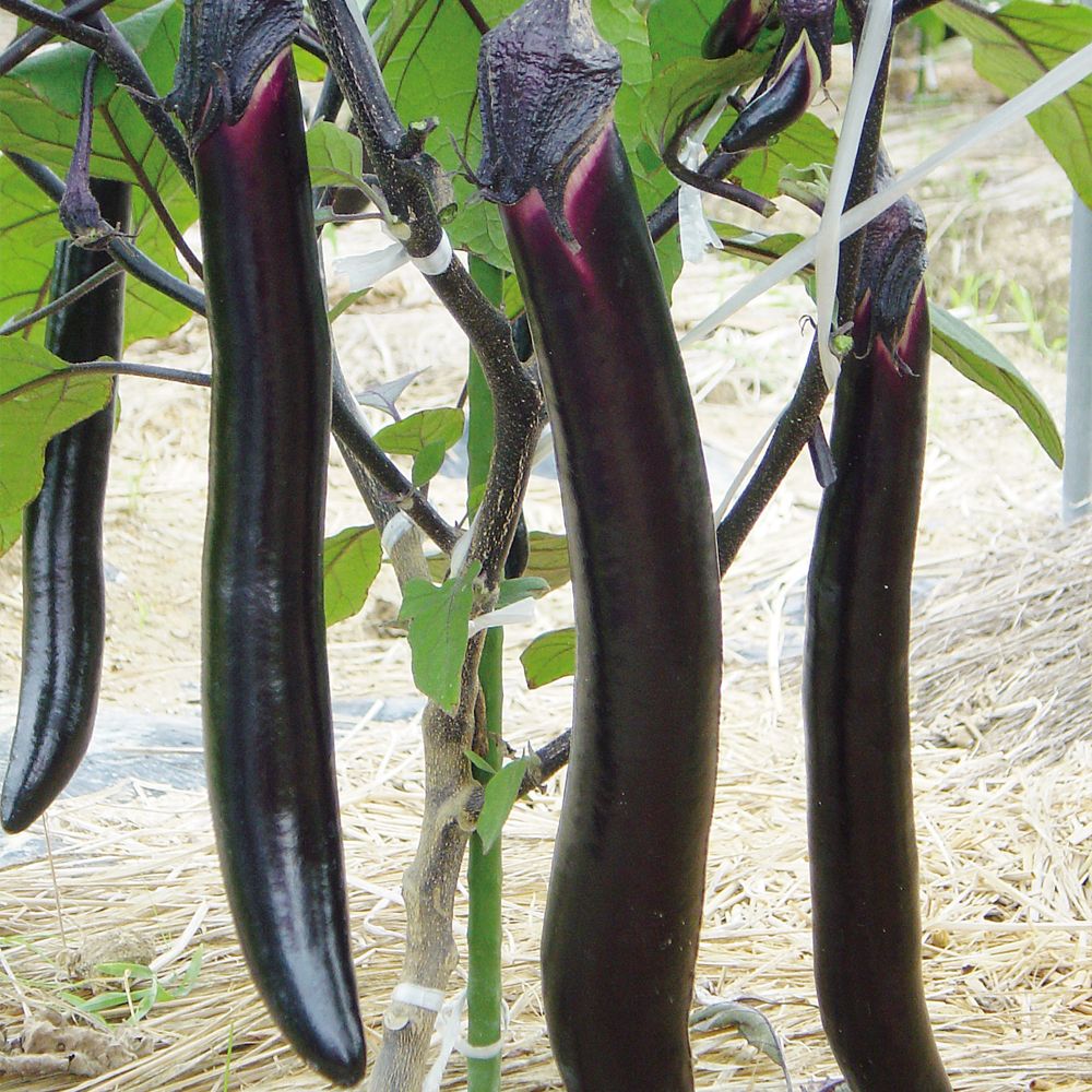 �ږؖ�ؕc ���i�X �ږ�F1�������̏� 4��  �֎q �₳���Ȃ� �Ȃ� ���؉�