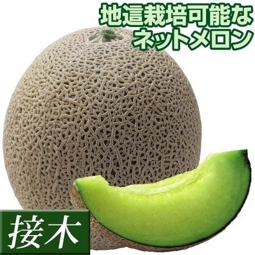 接木野菜苗 メロン 接木F1オルフェ 2株 や...の詳細画像1