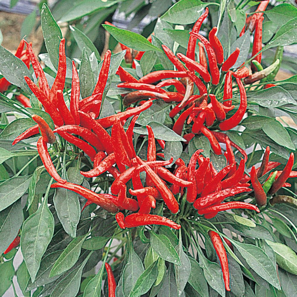 実生野菜苗 トウガラシ 鷹の爪とうがらし 4株 唐辛子 自根苗 やさいな