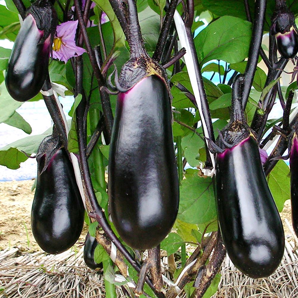 ������ؕc �����i�X F1���� 4��  �֎q �����c �₳���Ȃ� �Ȃ� ���؉�