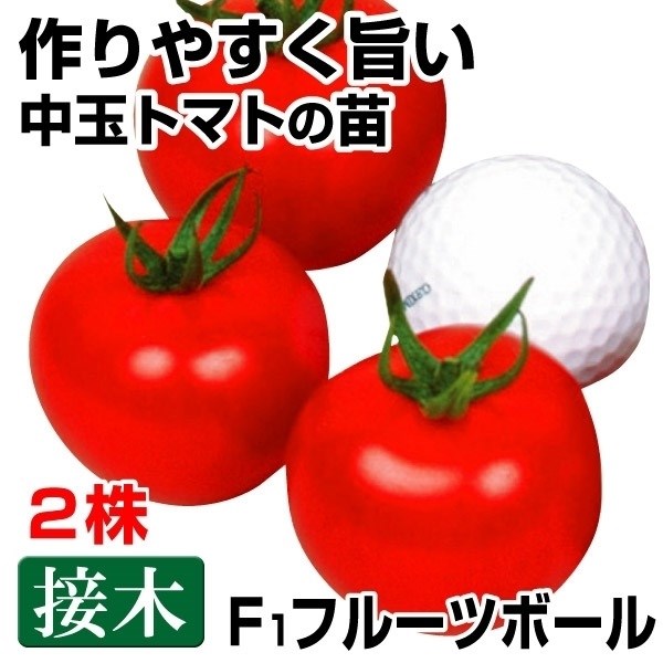 接木野菜苗 中玉トマト 接木F1フルーツボール 2株 接木苗 9cmポット やさいなえ 国華園 こっかえん