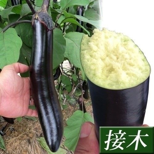 実生野菜苗 細長ナス F1太刀みどり 12株 : 花と緑 国華園 - 通販