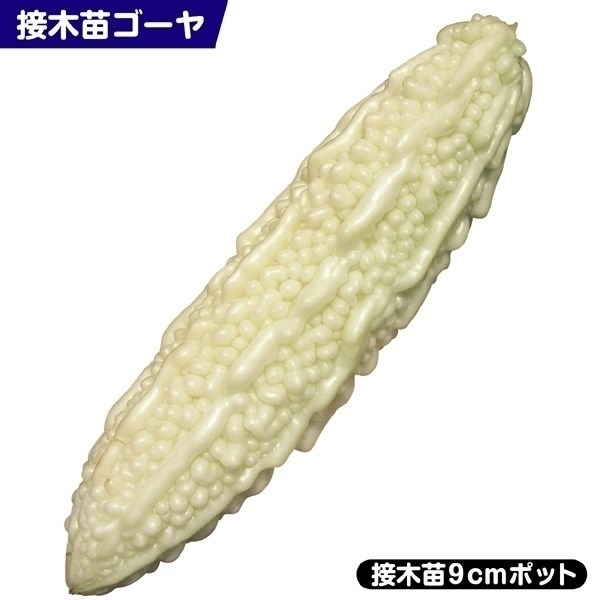 接木野菜苗 ゴーヤ 接木白願寿ゴーヤ 1株 接木苗 9cmポット やさいなえ