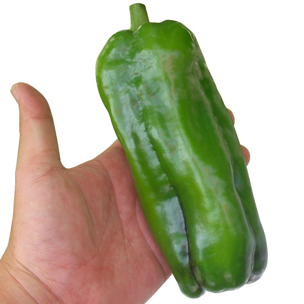 実生野菜苗 ピーマン F1ウルトラジャンボ 8株 : 花と緑 国華園 - 通販