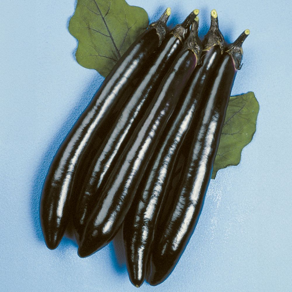 ������ؕc �咷�i�X F1�����咷 2��  �֎q �����c �₳���Ȃ� �Ȃ� ���؉�