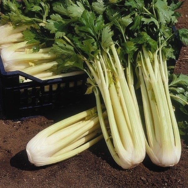 合計440袋　野菜の種　拡大画像は二枚目～ 種 野菜たね 健康野菜 ゴールデンセロリ 1袋（5ml） やさいの種 国華園