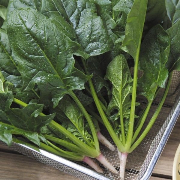 花と緑 国華園 - ホウレンソウ｜Yahoo!ショッピング