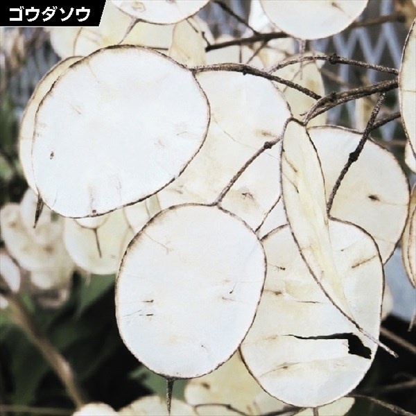 種 花たね ゴウダソウ 1袋(1000mg)｜kokkaen