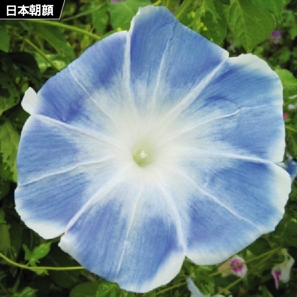 種 花たね 日本朝顔 薄青 1袋(10粒)｜kokkaen