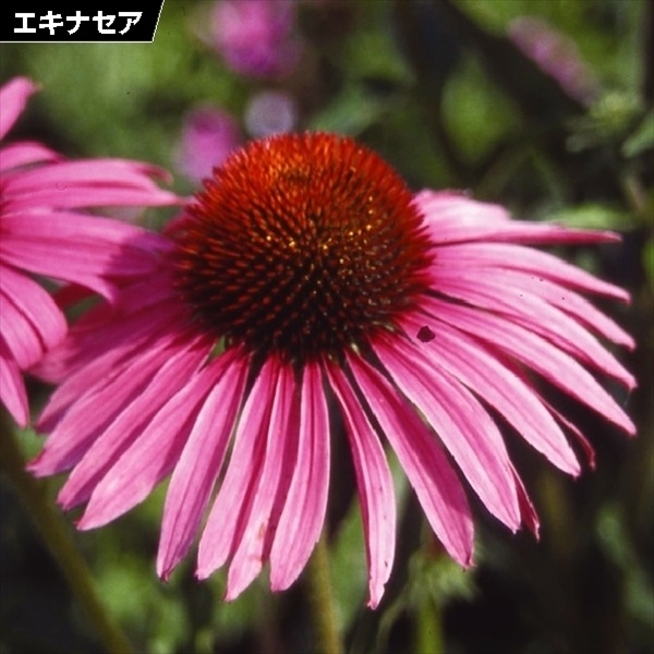 種 花たね エキナセア 桃花 1袋(200mg)｜kokkaen