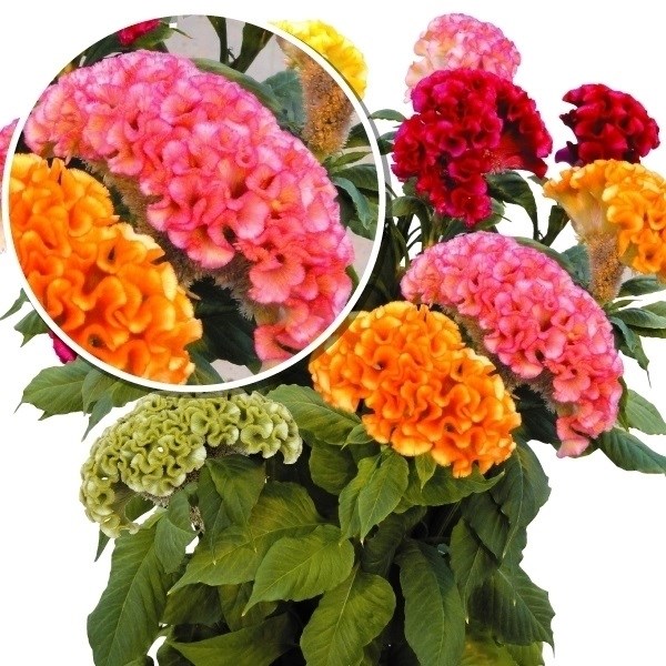 種 花たね ケイトウ アクト 15粒 1袋 ローズ