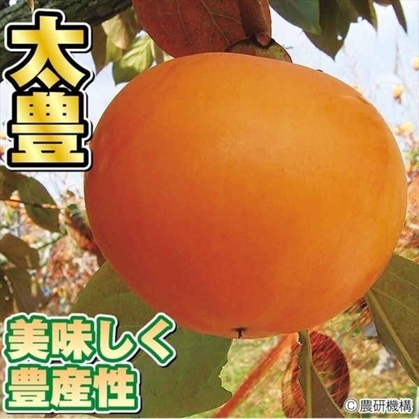 カキ苗 完全甘柿 太豊PVP 1株 果樹苗