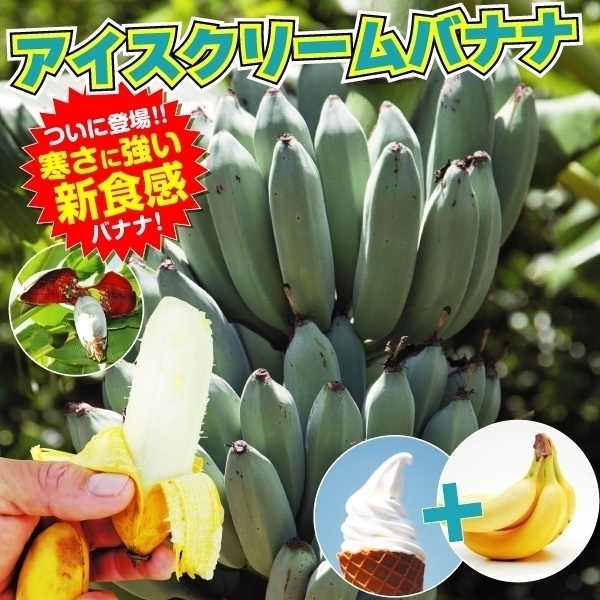 耐寒性バナナ苗 アイスクリームバナナ 1株 果樹苗 トロピカルフルーツ｜kokkaen