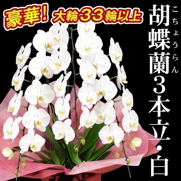 胡蝶蘭 3本立コチョウラン 白花33輪以上 1鉢 送料込