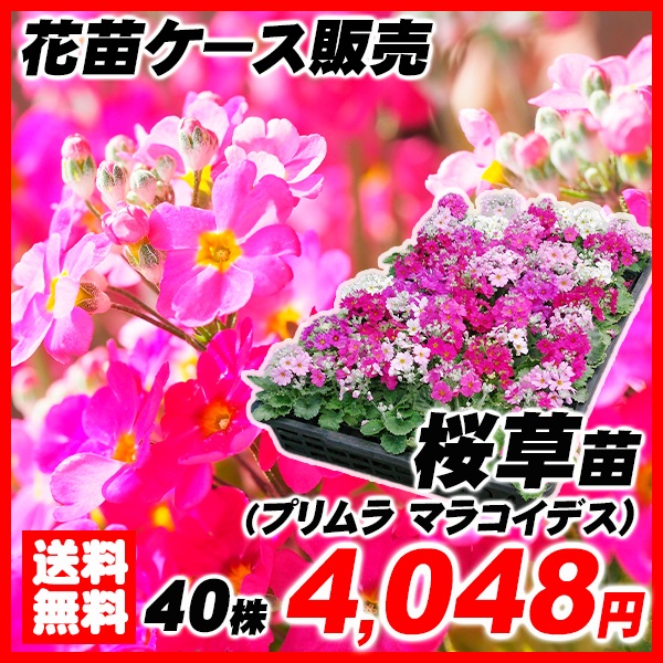 大特価桜草苗