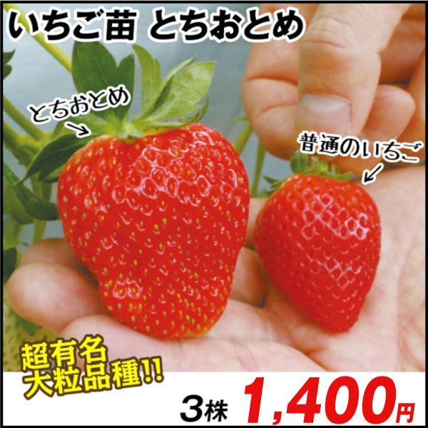 （観葉植物）野菜苗　イチゴ　とちおとめ　２．５〜３号（３ポット）　いちご苗　家庭菜園
