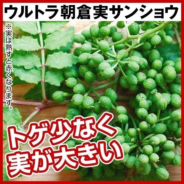 有用植物苗 サンショウ ウルトラ朝倉実サンショウ 1株 / 山椒の苗 サンショウの苗 家庭菜園 家庭栽培 自給自足 植物 自家栽培 自家菜園 国華園  : 20189-p3-0078 : 花と緑 国華園 - 通販 - Yahoo!ショッピング