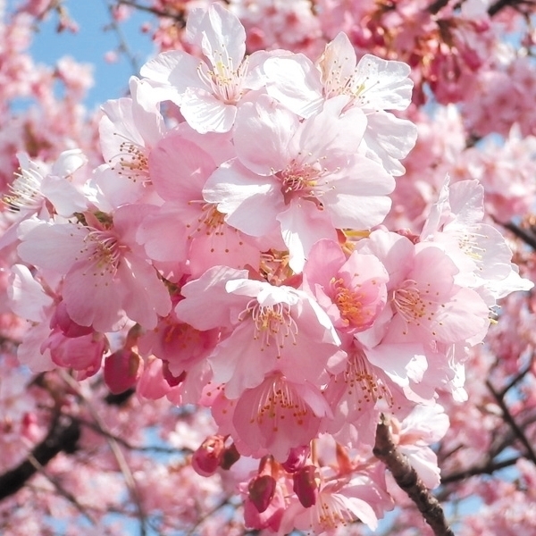 庭木 桜 盆栽 植木の人気商品・通販・価格比較 - 価格.com