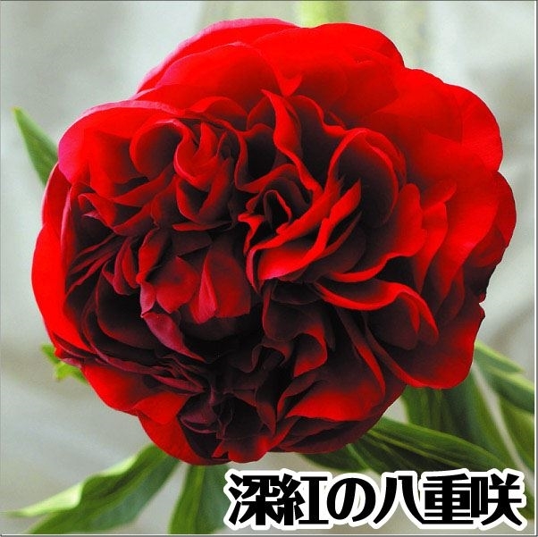 芍薬 苗 キャロル 1株 シャクヤク 芍薬の花 芍薬の苗 ピオニー 庭木