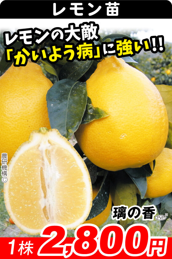 レモン・璃の香