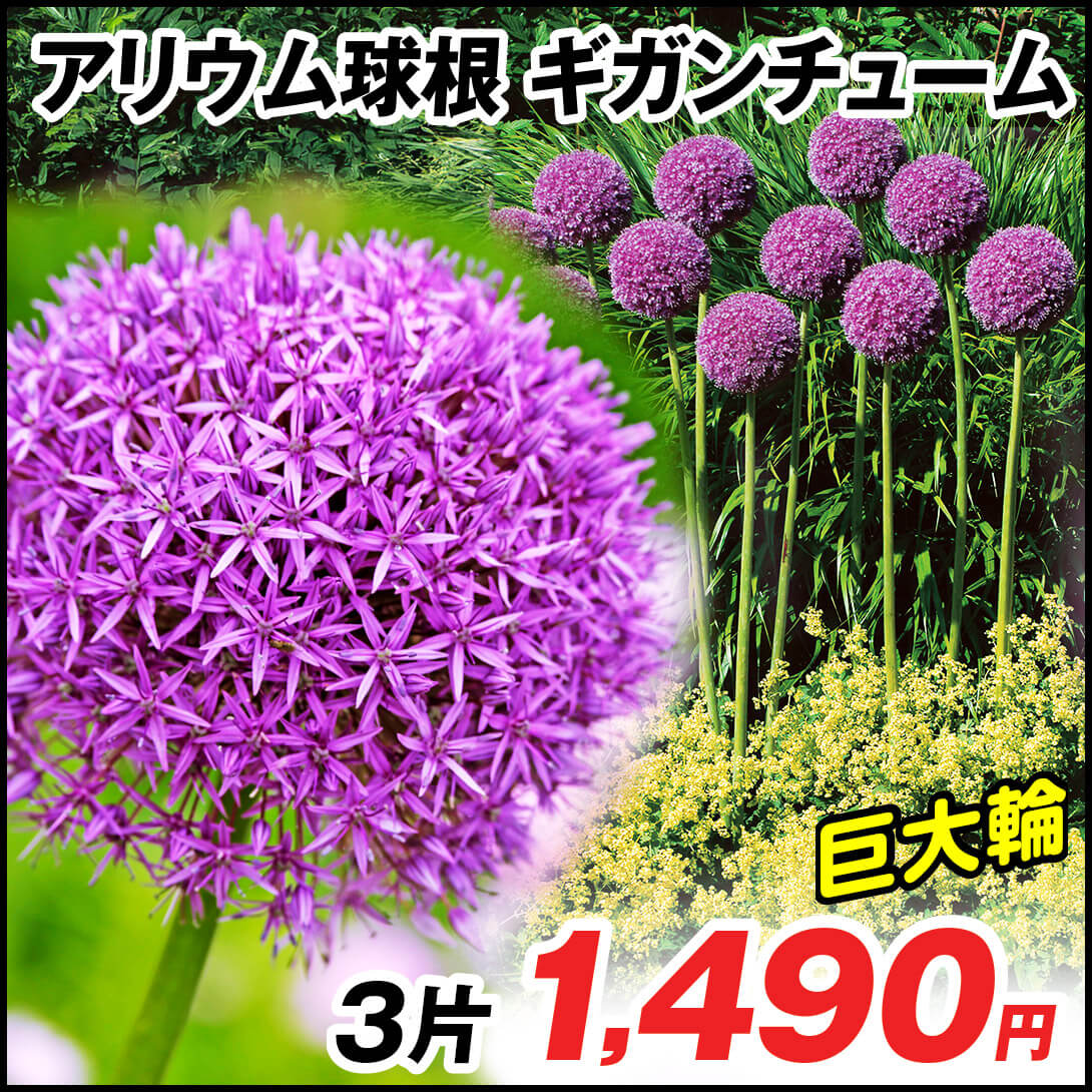 アリウム