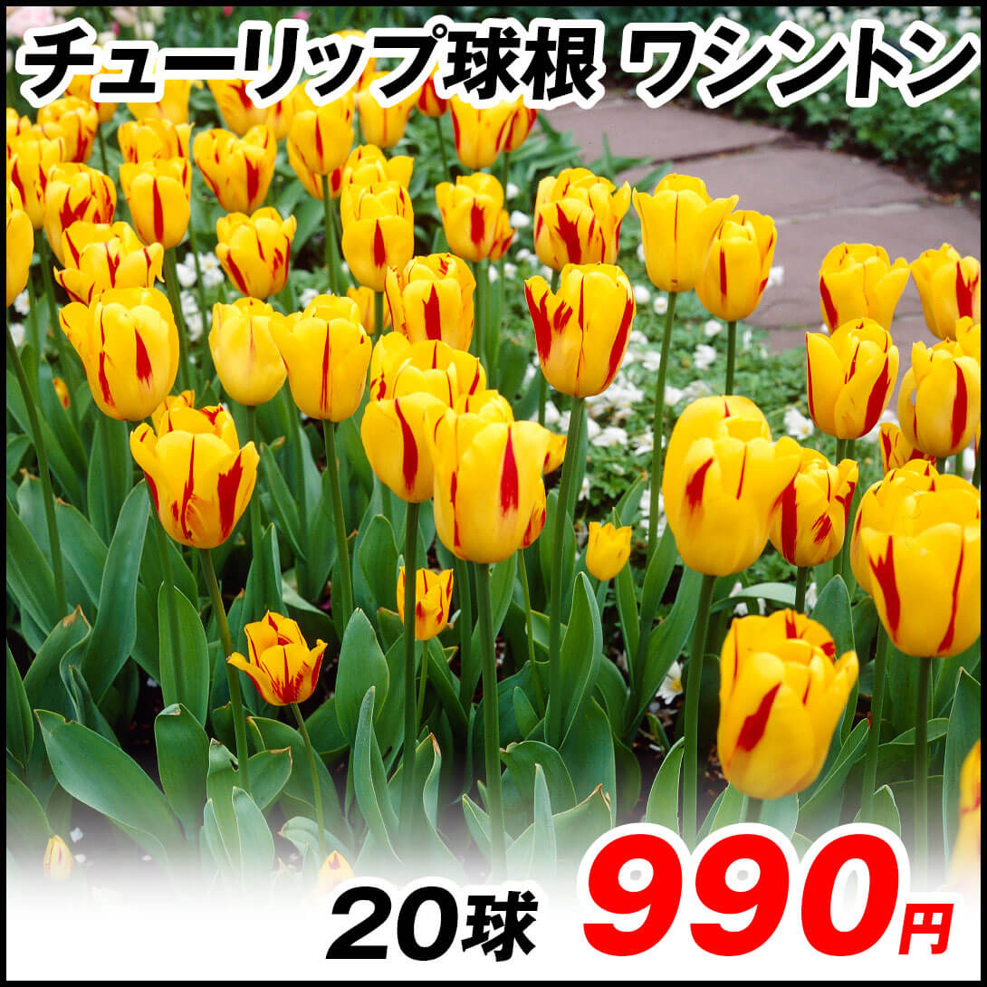 ワシントン
