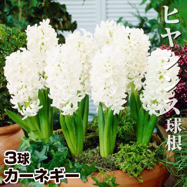 ヒヤシンス 球根 カーネギー 3球 ヒヤシンスの球根 ヒヤシンスの花 秋植え球根