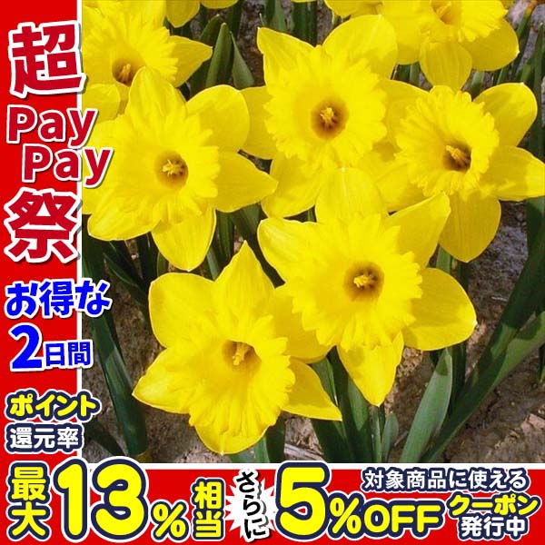 草花 Amazon | 芝桜 （ シバザクラ ） モンブランホワイト 3号ポット