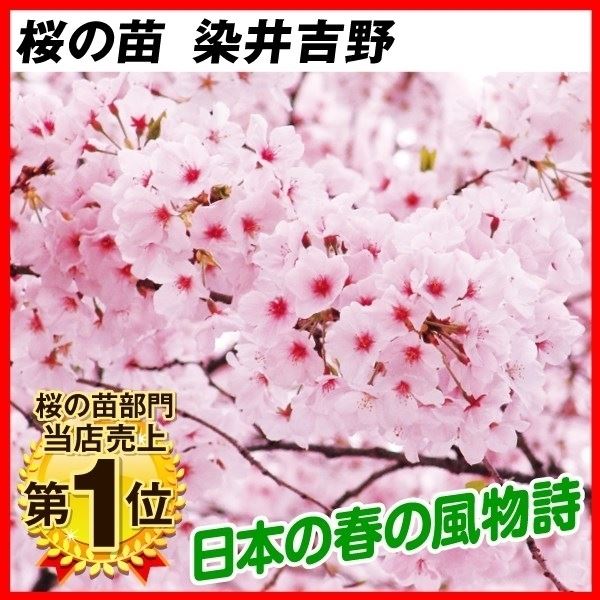 桜 苗 苗木 染井吉野 1株 / さくら サクラ 桜の苗木 庭木 植木 花木苗 ソメイヨシノ