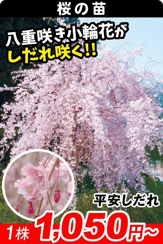 平安しだれ