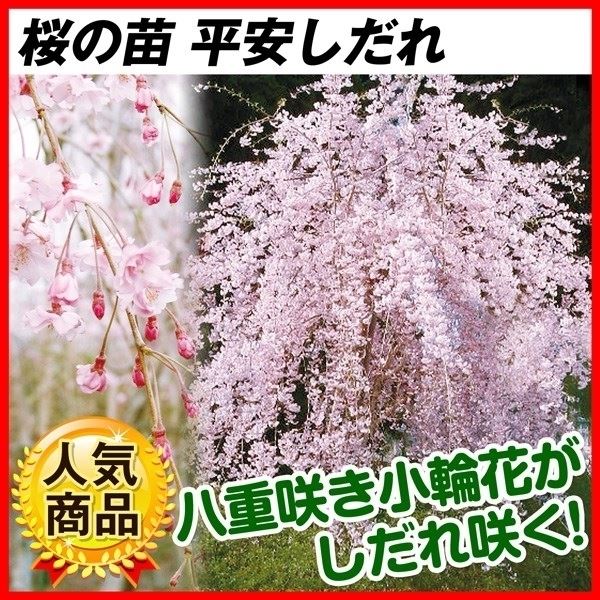 桜 苗 苗木 平安しだれ 5株 / さくら サクラ 桜の苗木 庭木 植木 花木苗 八重咲き｜kokkaen