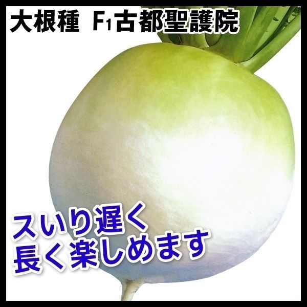 ダイコン 種 たね F1古都聖護院大根 1袋(5ml) 大根 野菜たね YTC09