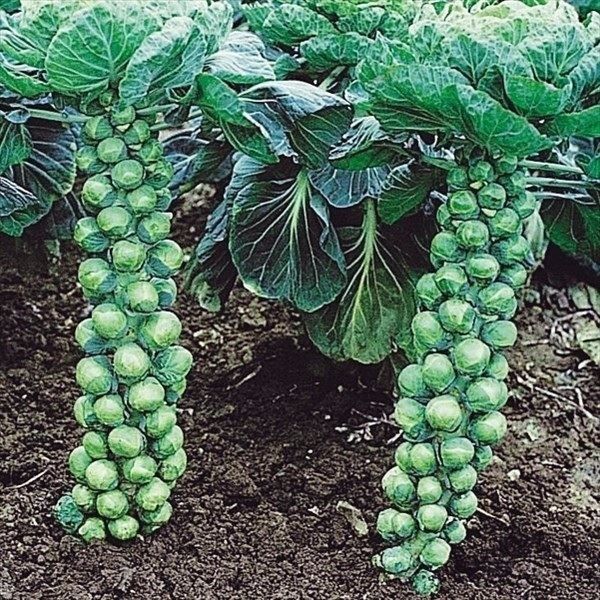 国華園 種 野菜たね キャベツ 芽キャベツ 1...の詳細画像1