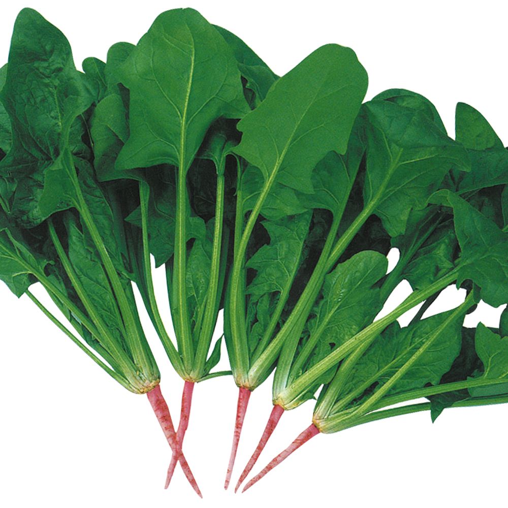 国華園 種 野菜たね ホウレン草 F1万能緑 1袋（15ml） 法蓮草
