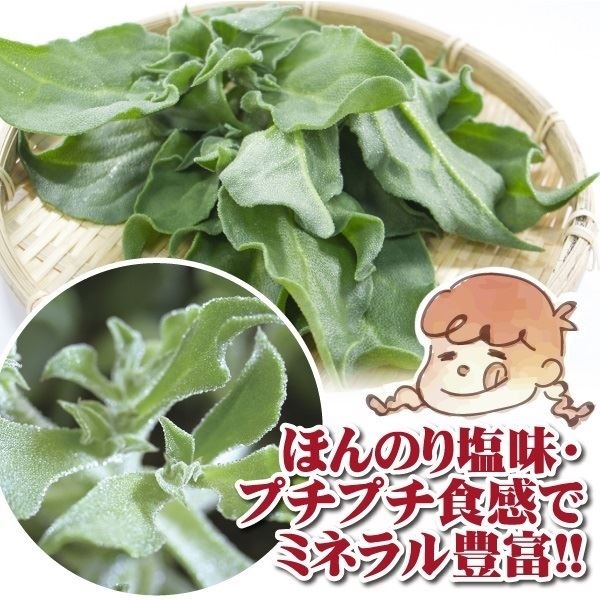 野菜アイスプラントのおすすめ人気商品一覧 通販 - Yahoo