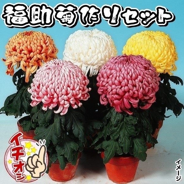 苗 菊苗」の人気商品一覧 | 安い商品を通販サイトから探す - 価格.com