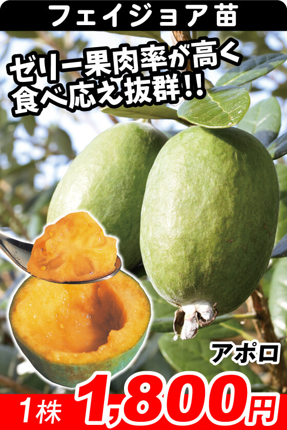 アポロ