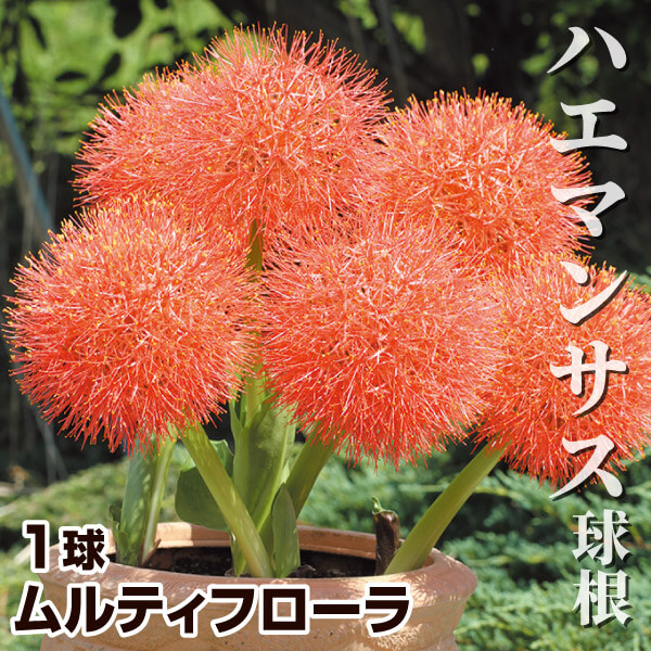 ハエマンサス 球根 (スカドクサス) ムルティフローラ 1球 ハエマンサス