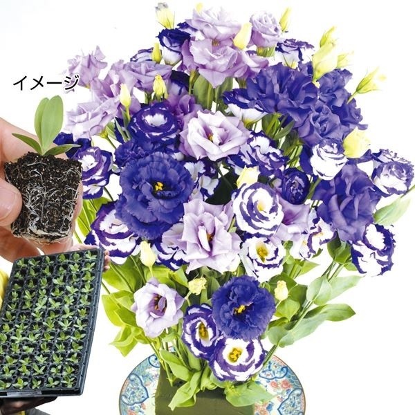 プラグ花苗_トルコキキョウ紫系ミックス